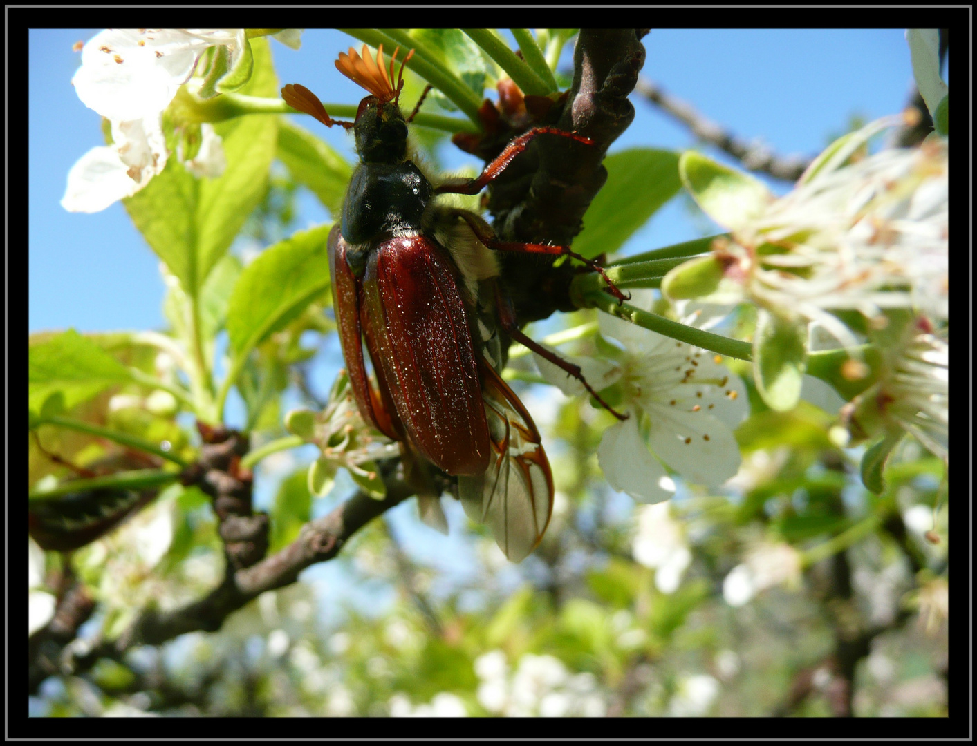 Maikäfer flieg