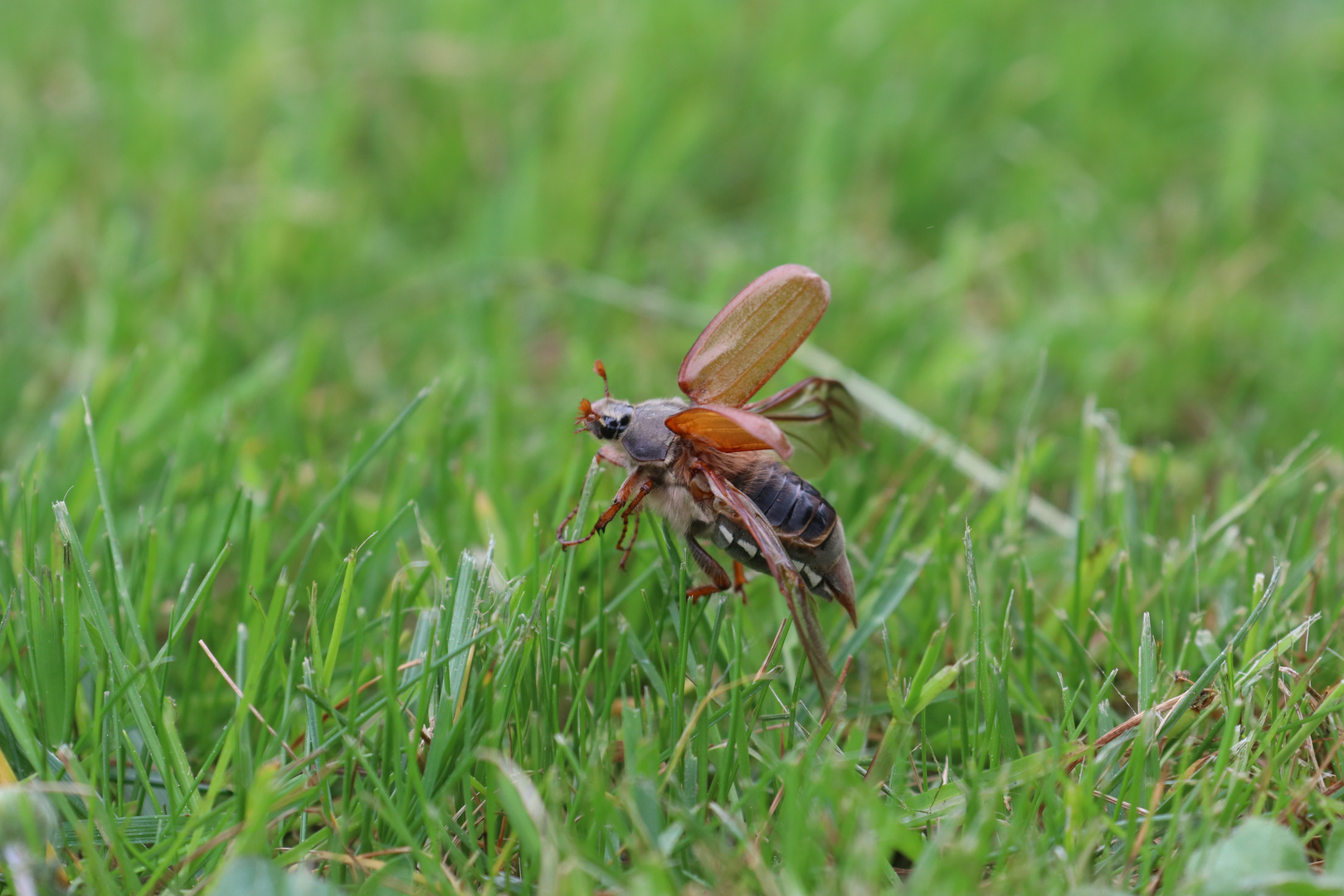 Maikäfer Flieg Maikäfer Flieg