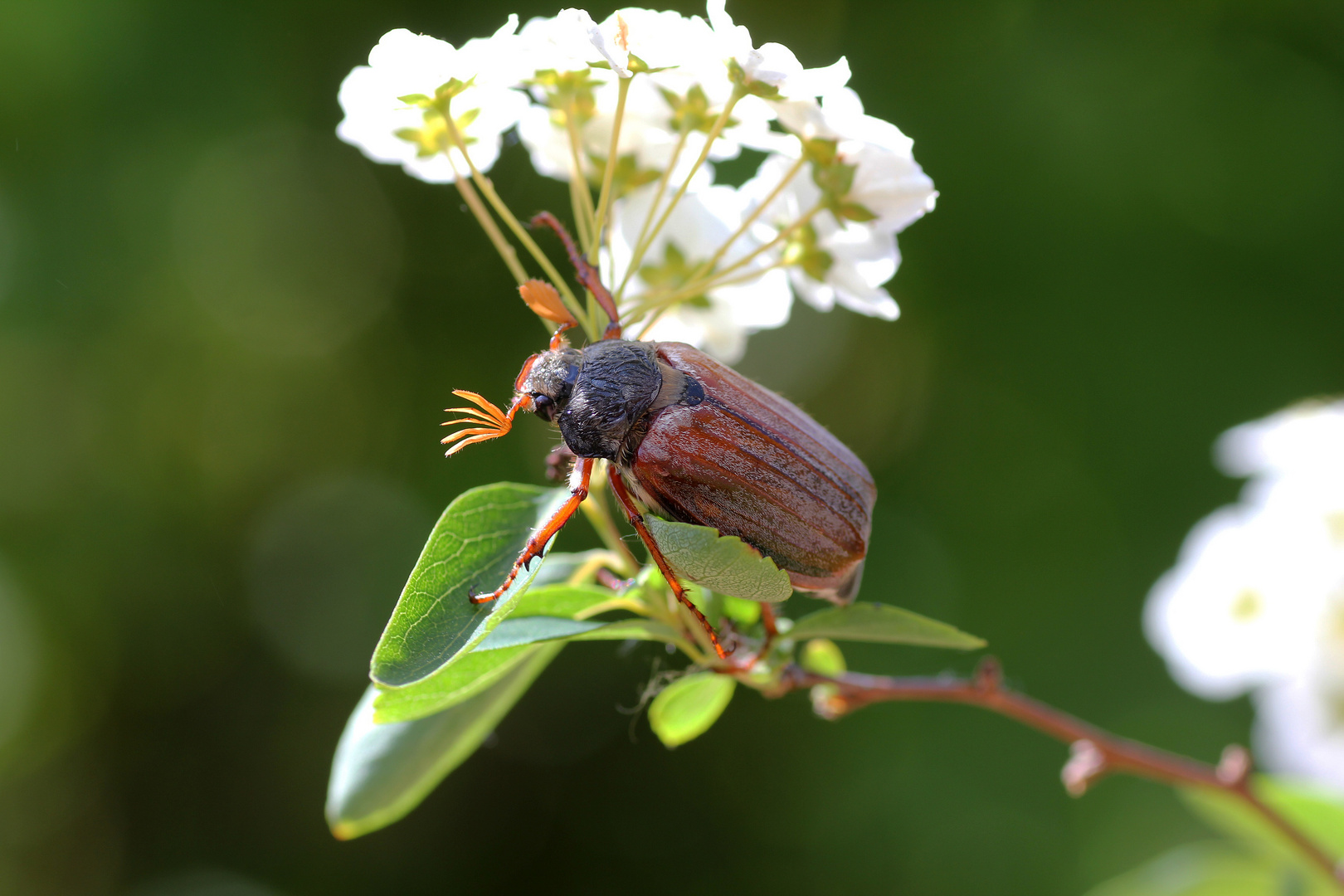 Maikäfer flieg