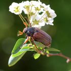 Maikäfer flieg