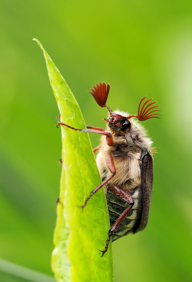 Maikäfer flieg … 