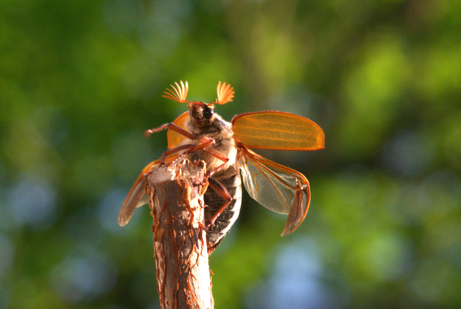 ,, Maikäfer flieg ,,