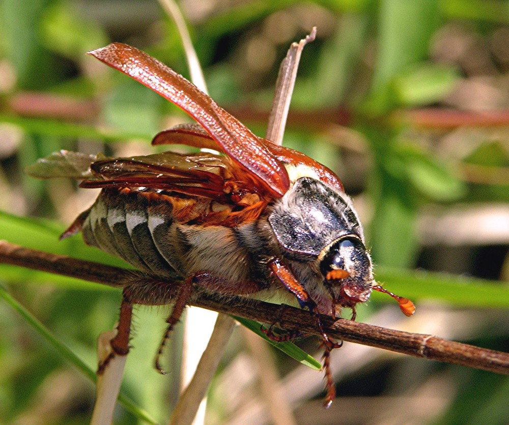 Maikäfer flieg