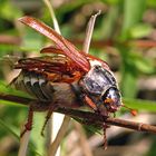 Maikäfer flieg