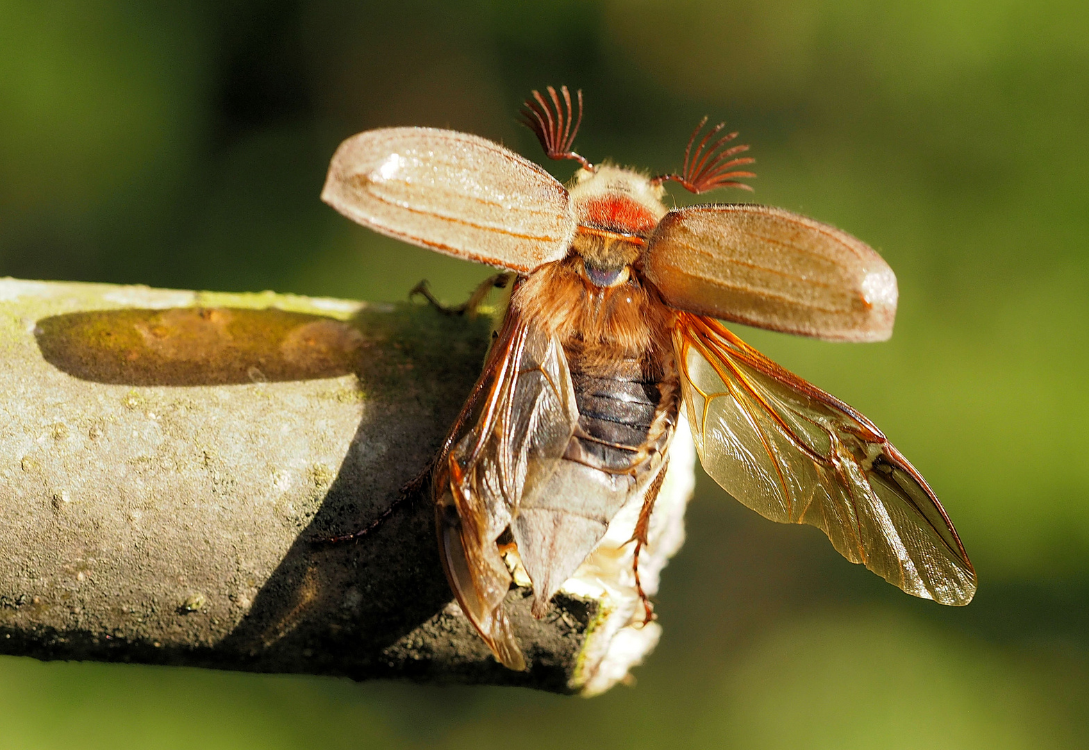 Maikäfer flieg ...