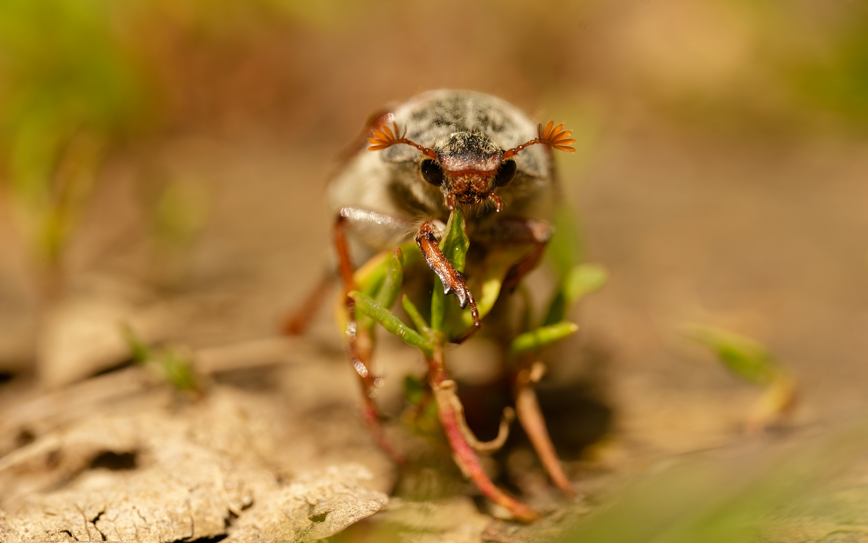 Maikäfer flieg (endlich)