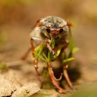 Maikäfer flieg (endlich)