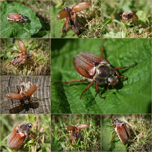 Maikäfer fliege!