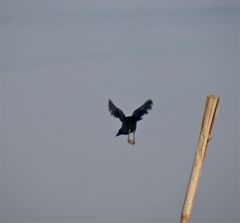 maikäfer fliege, dass ich dich nicht kriege...