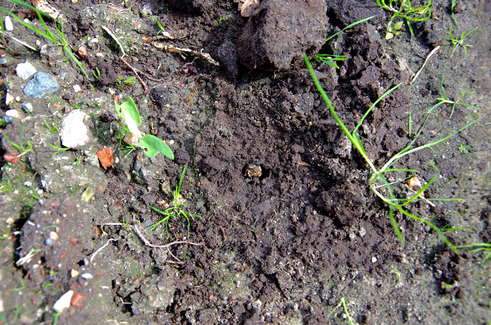 Maikäfer flieg...Suchbild