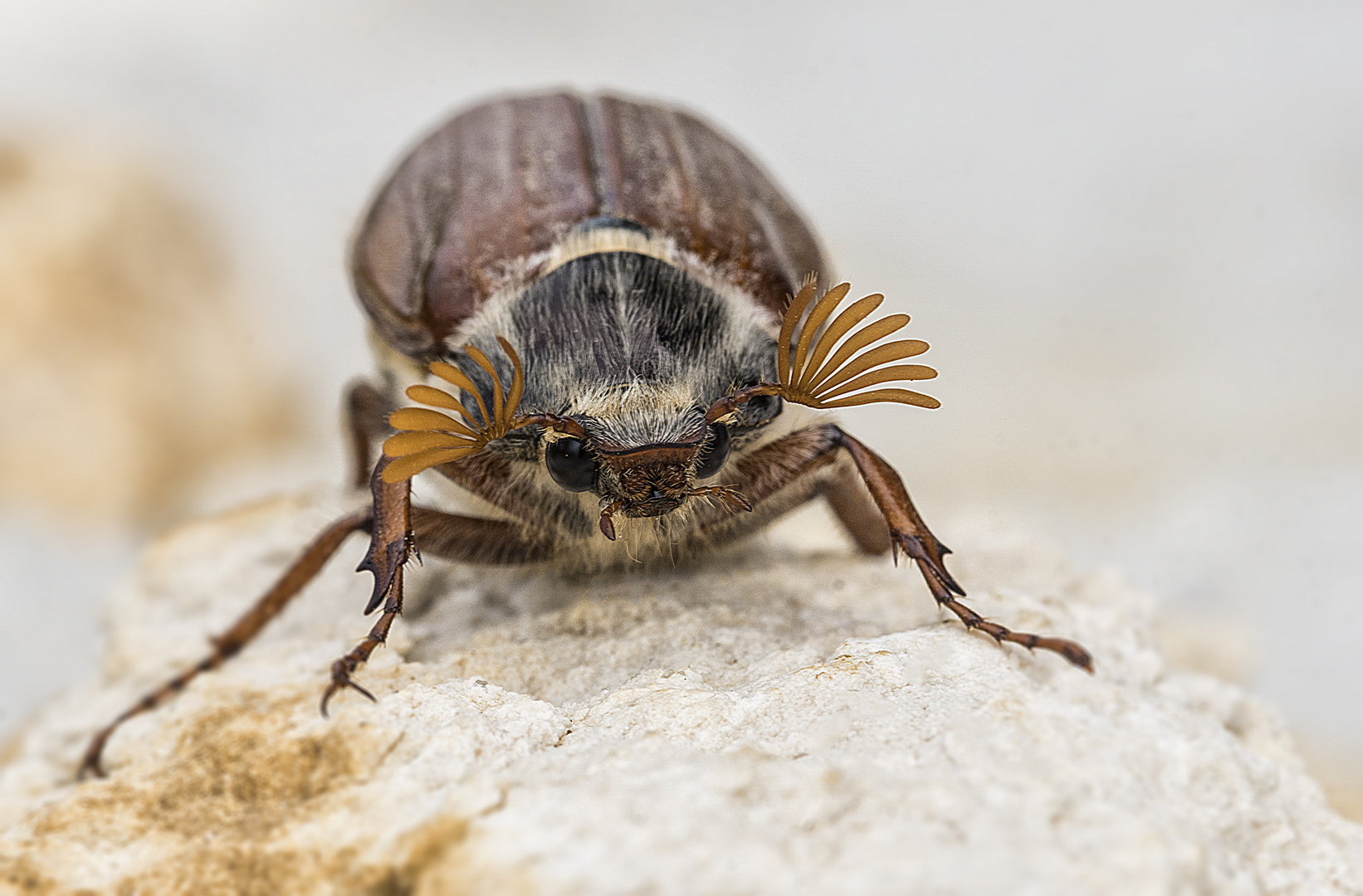 Maikäfer frontal