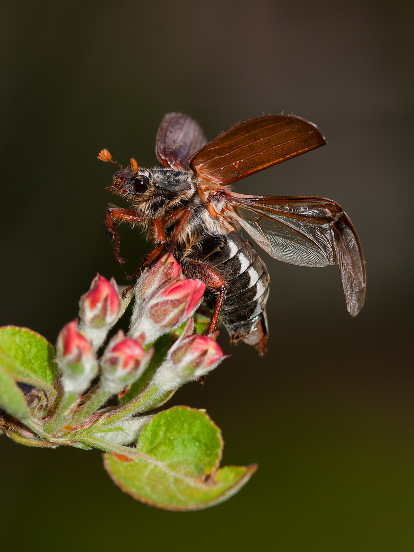 Maikäfer I