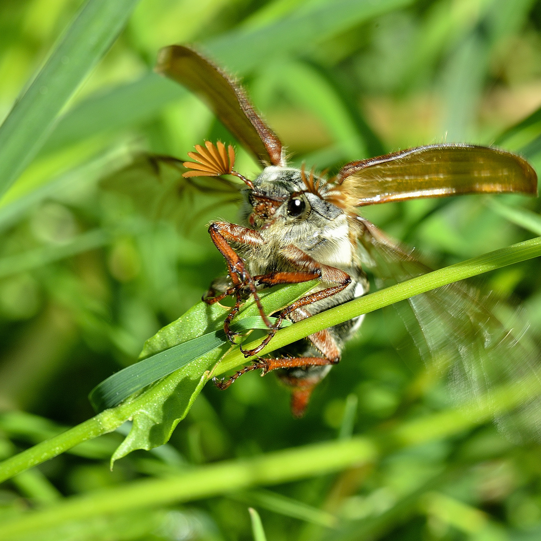 Maikäfer im Abflug