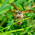 Maikäfer im Abflug