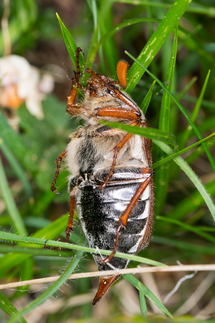 Maikäfer im April