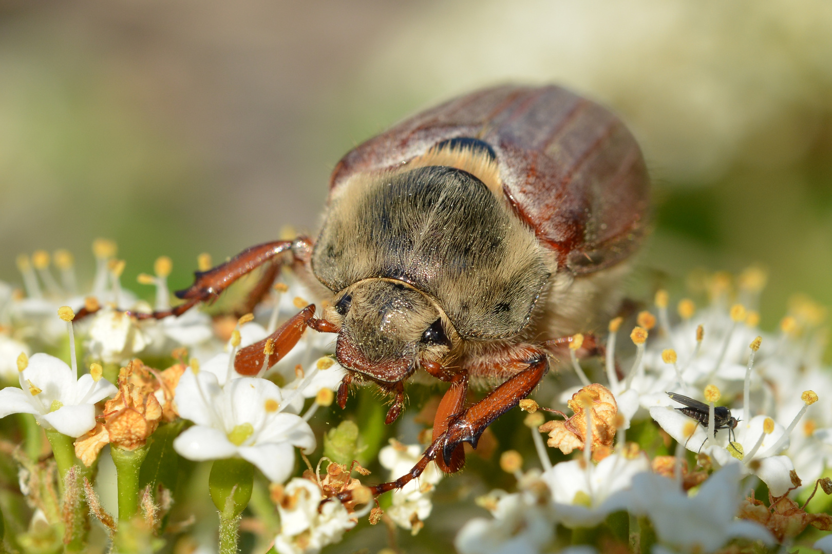 Maikäfer im April