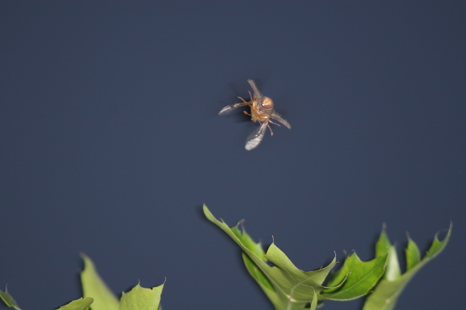 Maikäfer im Flug