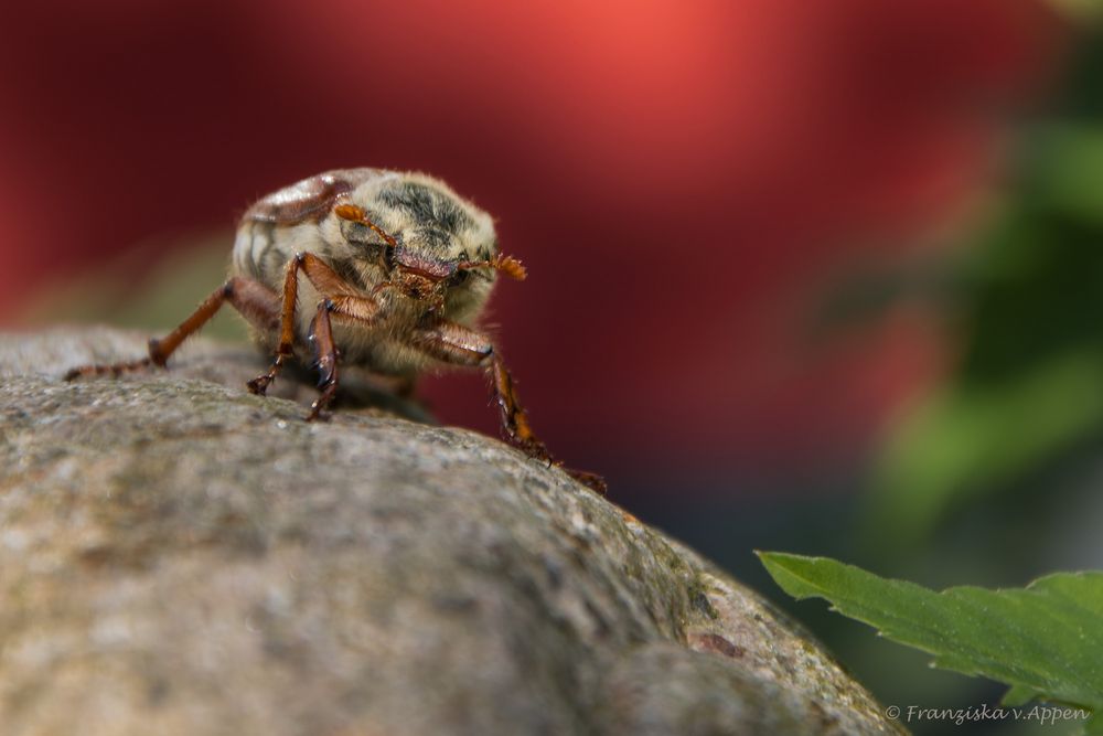 Maikäfer im Garten