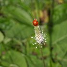 Maikäfer im Juli