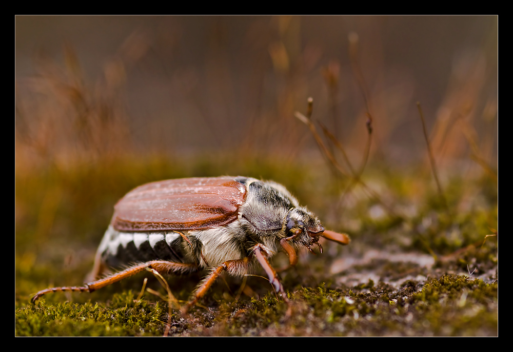 Maikäfer im Moos Wald