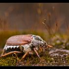 Maikäfer im Moos Wald