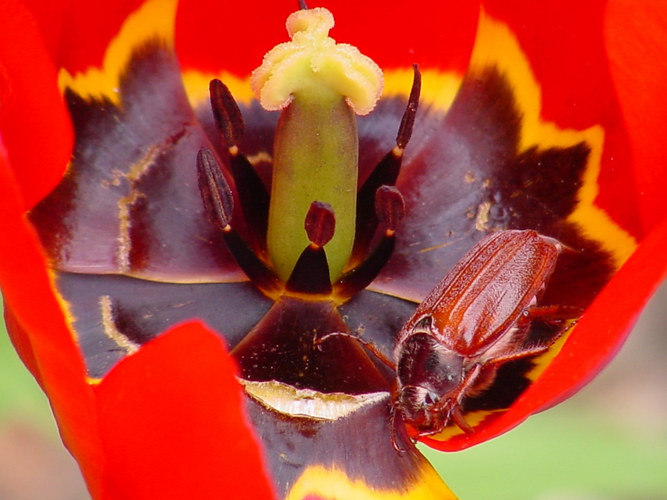 Maikäfer in Blüte