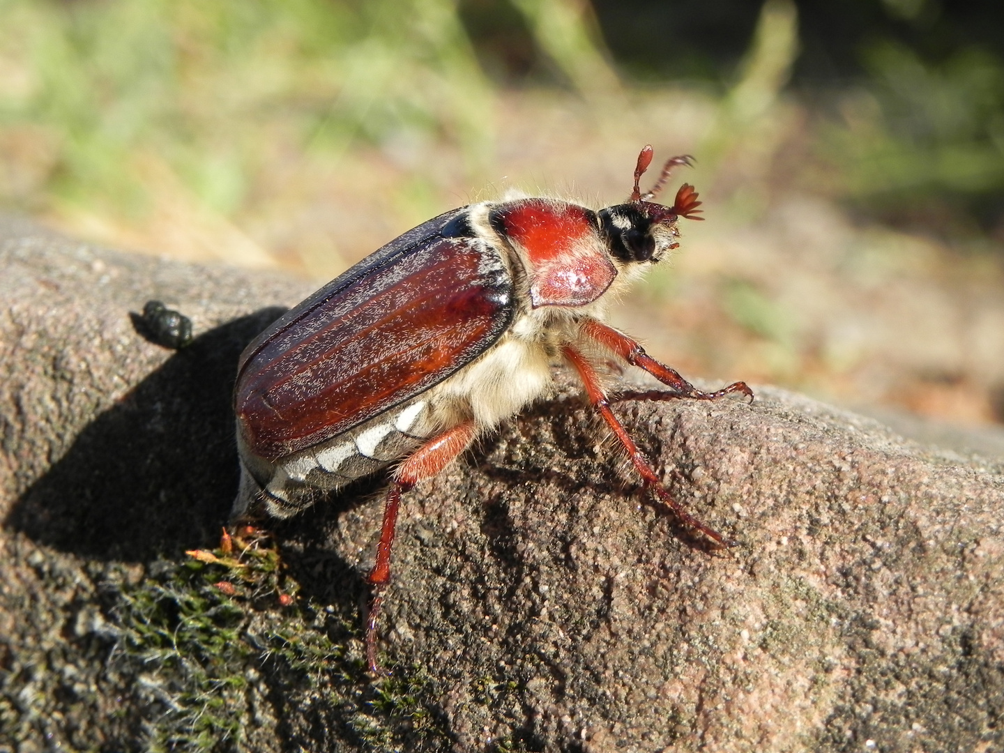 Maikäfer in der Sonne