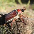 Maikäfer in der Sonne