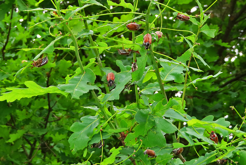 Maikäfer in Massen