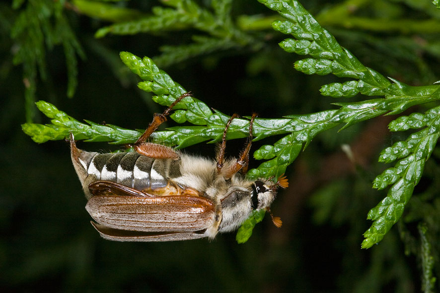 Maikäfer in Ruheposition