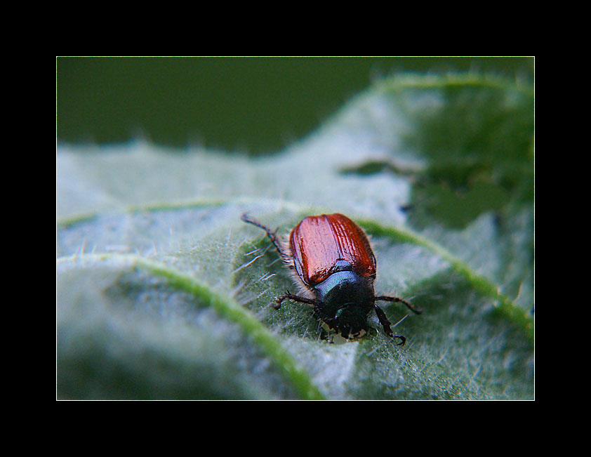 Maikäfer?? Junikäfer ?? Gartenlaubkäfer ??