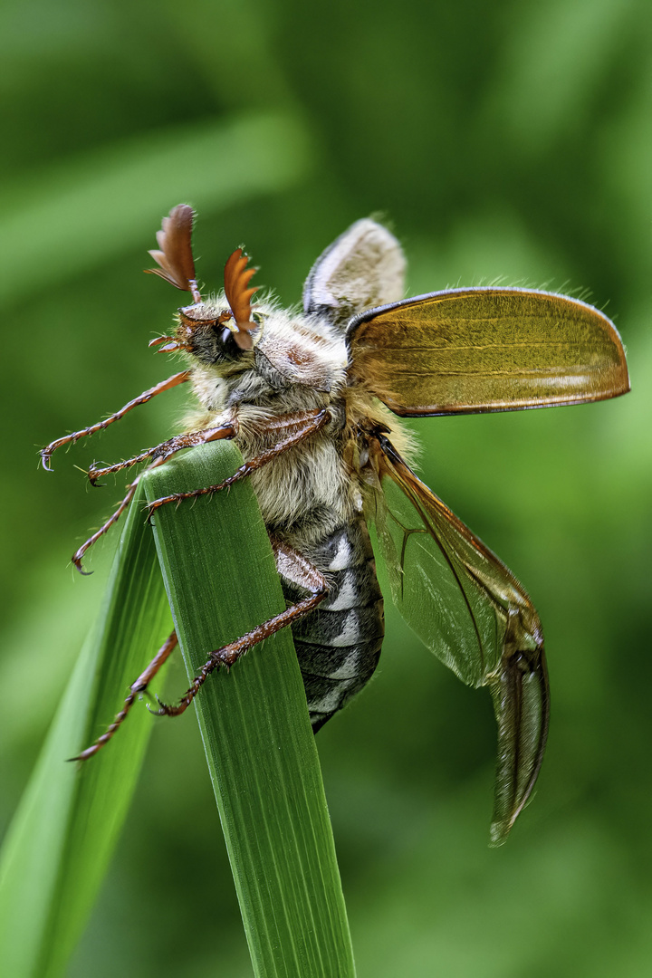 Maikäfer kämpft gegen den Wind