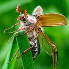 Maikäfer kämpft gegen den Wind