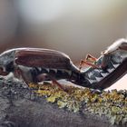 Maikäfer können am längsten