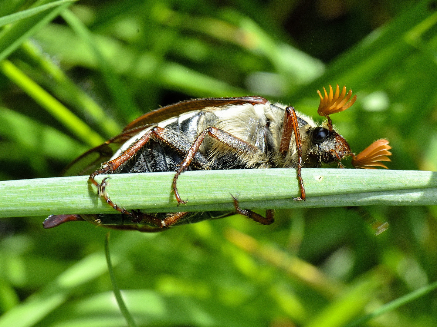 Maikäfer (Männchen)