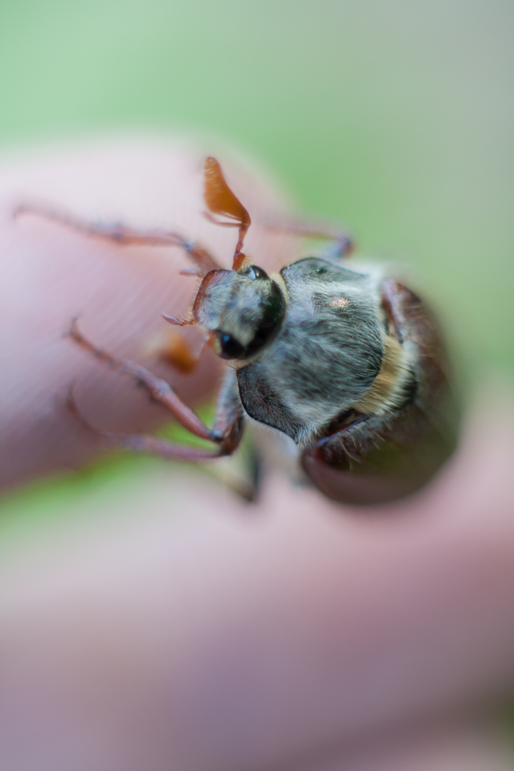 Maikäfer Makro