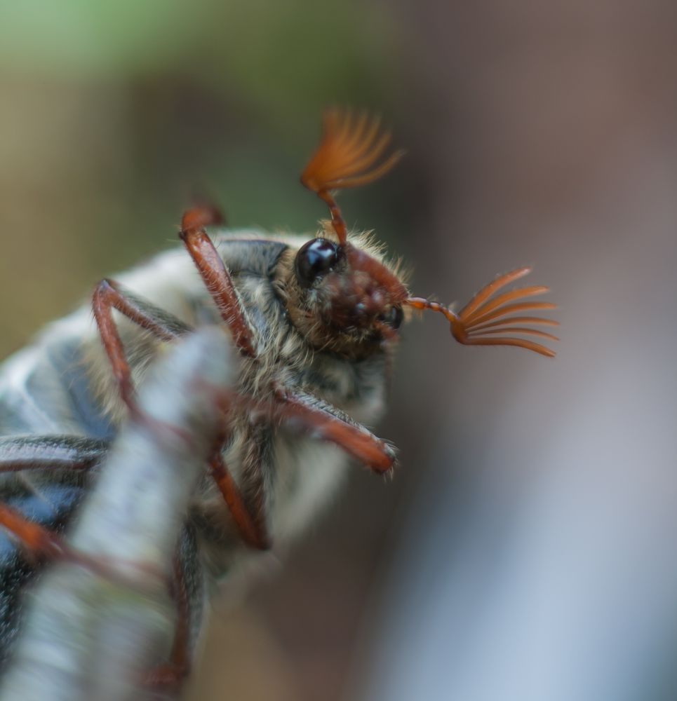 Maikäfer Makro2