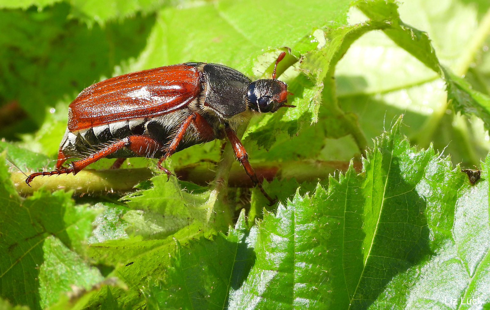 Maikäfer (Melolontha) 