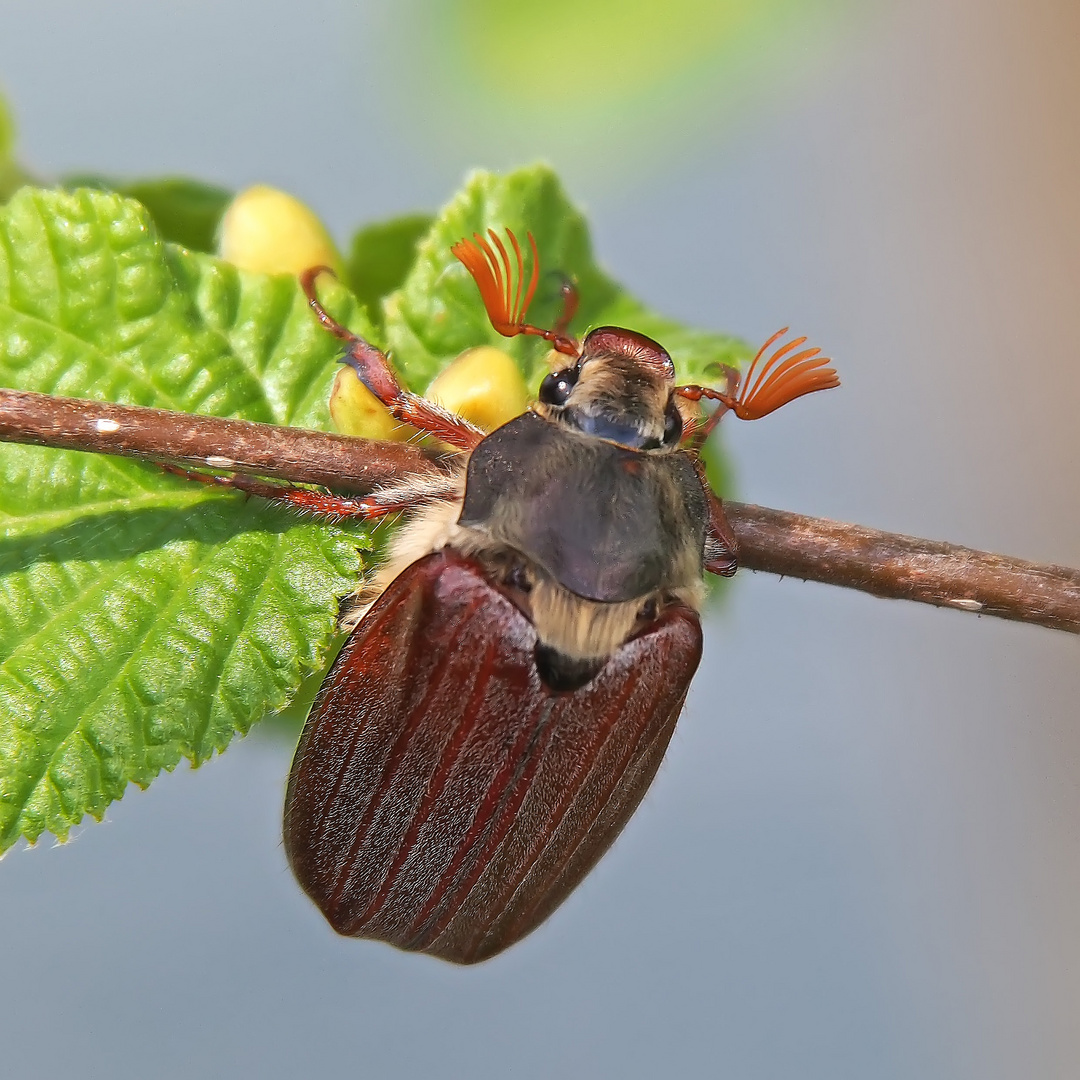 Maikäfer (Melolontha)