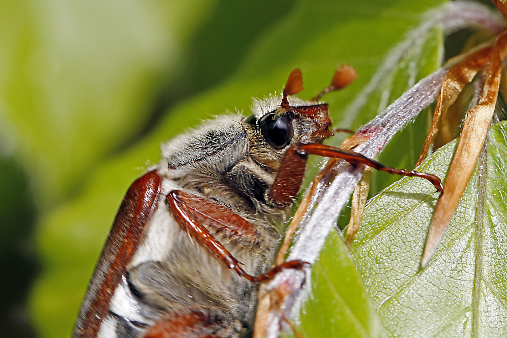 Maikäfer (Melolontha)