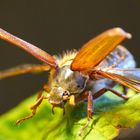 Maikäfer ( Melolontha melolontha ) beim Abflug