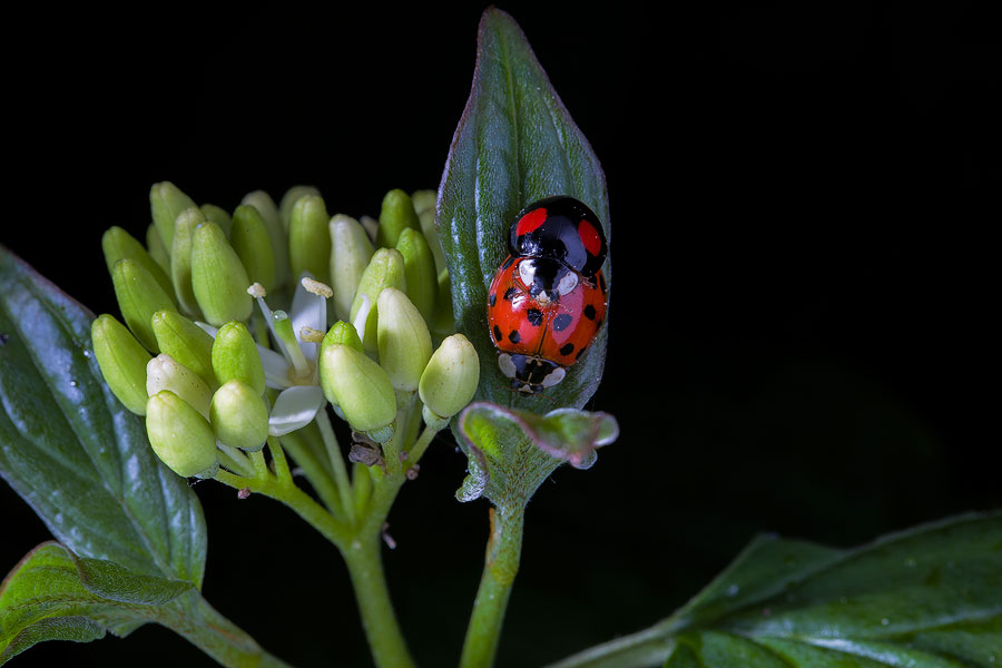 Maikäfer Pärchen