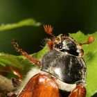 Maikäfer Portrait