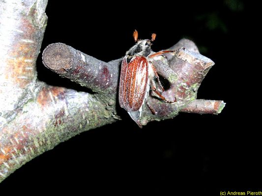Maikäfer (und das schon im April)