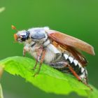 Maikäfer vor dem Abflug