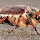 Maikäfer zu Besuch