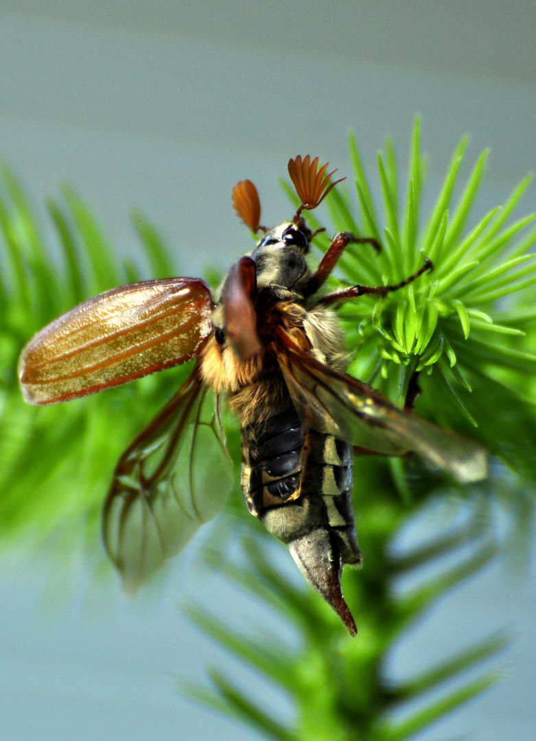 Maikäfermännchen  bei Startversuch