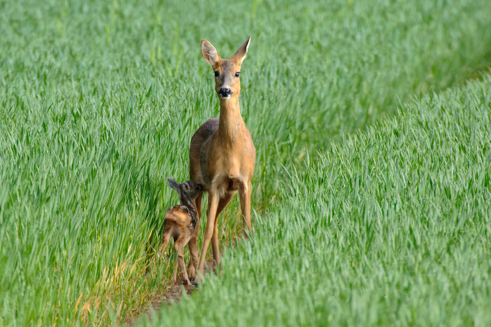 Maikind -  Reh (Capreolus capreolus) mit ihrem Kitz