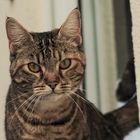 Maila, unsere Katze