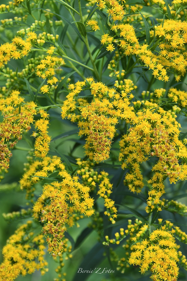 Maillot jaune de la nature